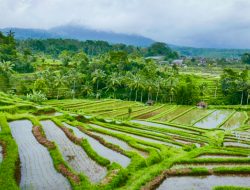 Bali's best kept secrets- rice terraces