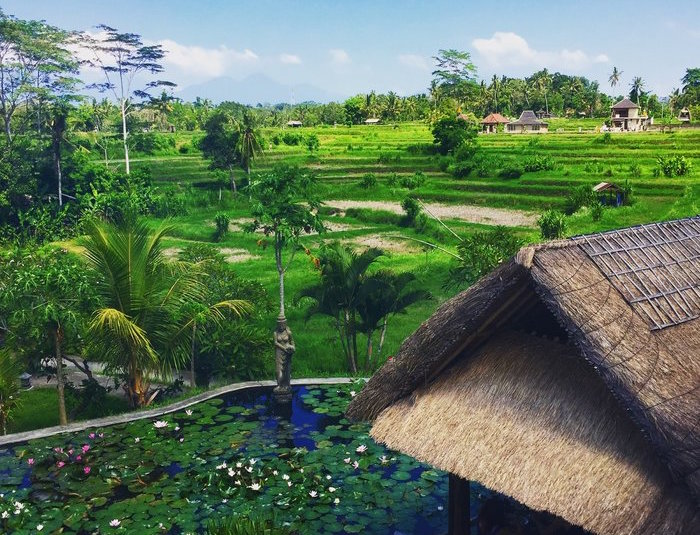 bali_rice_paddy