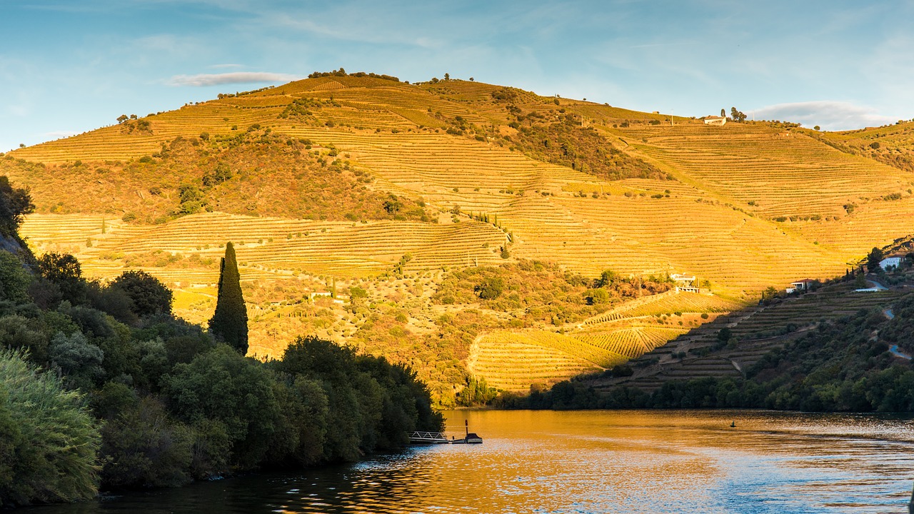 Rolling hills of vineyards