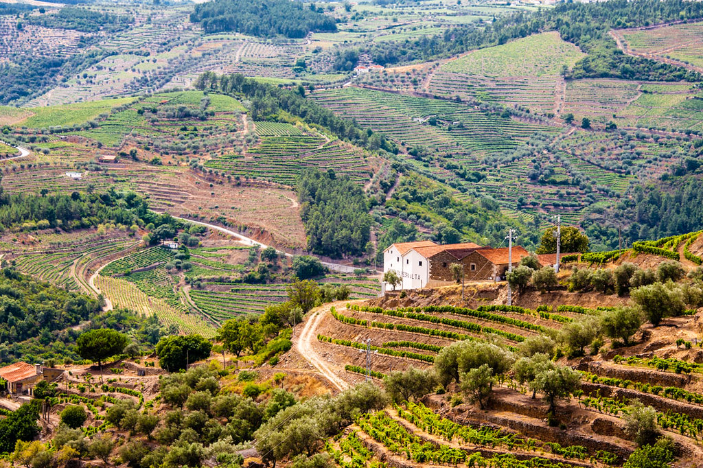 Rolling hills and vineyards