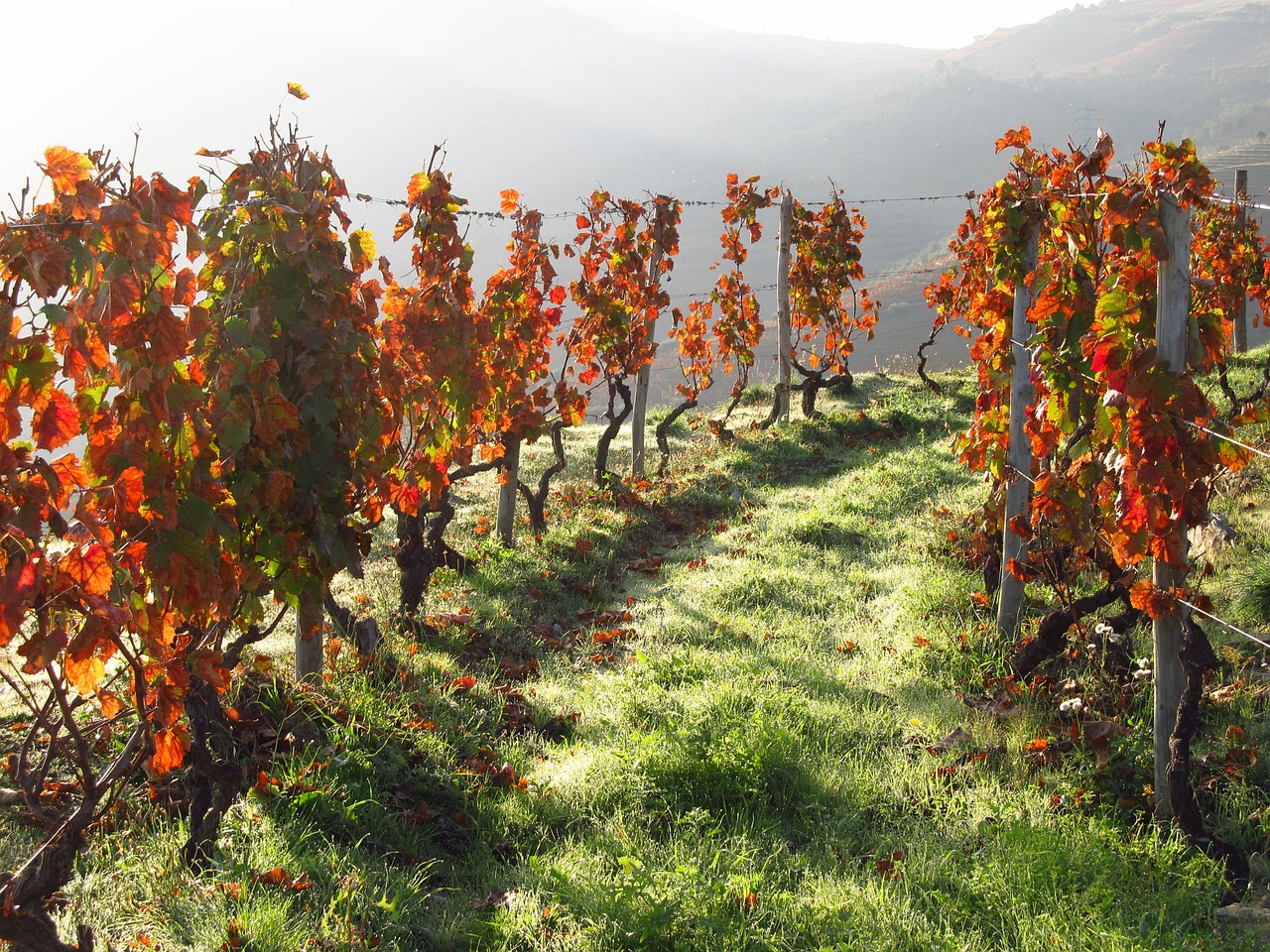 vineyard in Douro Valley