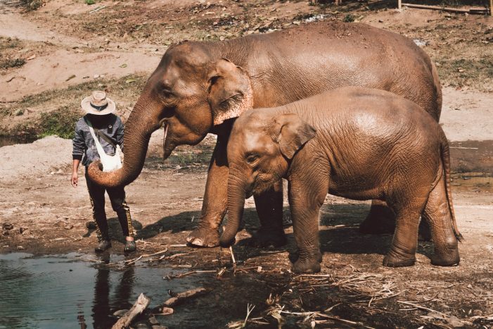 Visit Northern Thailand Elephants