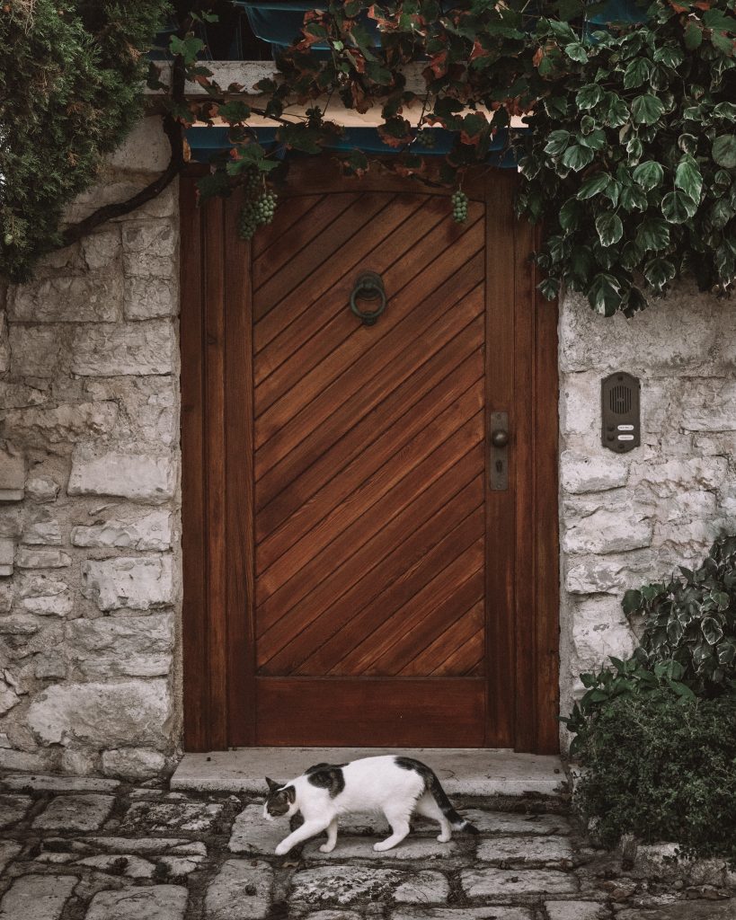 brown down and cat on cobblestones