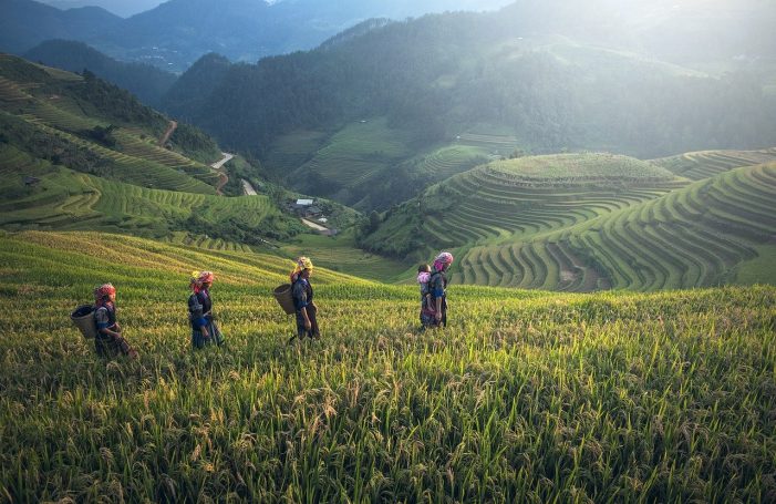 Trekking the rice fields of Sapa